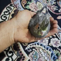 جوجه عروس هلندی و ملنگو