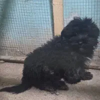 سگ شیتزوماده