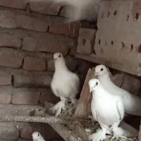 فروش 16عدد لوطی به فروش میرسد|پرنده|ایلخچی, |دیوار