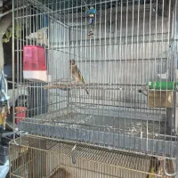 سهره متولد قفس زیر دهن ایوب رحمتی|پرنده|تهران, حر|دیوار