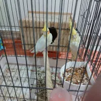 یک‌جفت‌عروس‌هلندی‌‌‌سالم