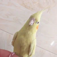 حراج حراج حراج