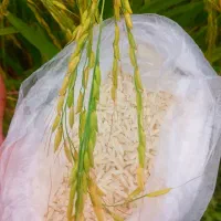 برنج هاشمی اصل مازندران  ارسال نمونه کاملا رایگان