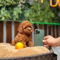 سگ توله پودل توی پودل عروسکی رد و دارک رد اپریکات