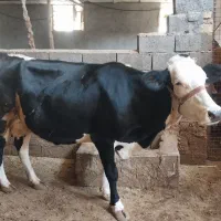 گاو شیری جوان با گوساله سیمینتال ماده