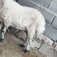 دو عدد میش بومی جوان
