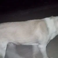 واگذاری توله های سگ نگهبان|سگ|میانه, |دیوار