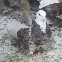 کفتر
