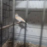 یک عددقناری ماده موزایکی یک هفته دیگه کاملن اماده|پرنده|اهواز, کوروش|دیوار