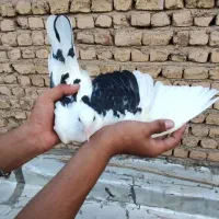 کفتر|پرنده|قم, شهرک امام حسن|دیوار