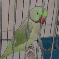 پرنده شاه طوطی