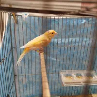 فروش یک عدد قناری