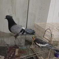 کبوترماده فروشی۲۸۰۰۰۰تومان