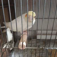 جوجه عروس هلندی