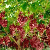 ارائه نهال انگورکریسمون پربار و شیرین|خدمات باغبانی و درختکاری|درب گنبد, |دیوار