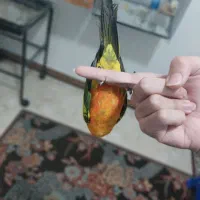 طوطی خورشیدی همراه با قفس|پرنده|شهریار, شهرک امیریه|دیوار