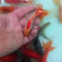 گلدفیش مولد|ماهی|اصفهان, باب الدشت|دیوار