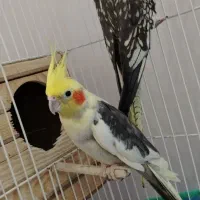 یه جفت عروس هلندی و 2 جوجه