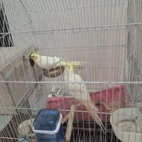 عروس هلندی|پرنده|تهران, مینای شمالی (مخبر)|دیوار