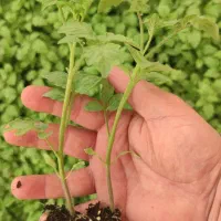 نشا گوجهفرنگی