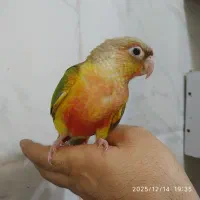 طوطی گرینچیک.عروس وبرزیلی بالغ|پرنده|بهبهان, |دیوار