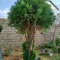 کاج بزرگ 5 ساله بالای 2.5 متر با تخفیف|گل و گیاه طبیعی|فومن, |دیوار