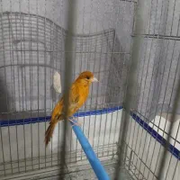 قناری شتری سرخ نر مست ماده گیر