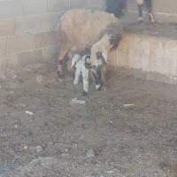 بره سبک ترکی و میش بره دار نر|حیوانات مزرعه|شیراز, بید زرد|دیوار