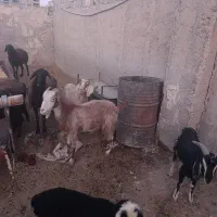 بز نر وماده آبستن|حیوانات مزرعه|شهریار, دهشاد بالا|دیوار