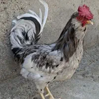خروس گلین طوسی