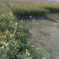 تولید وپخش  نهال پسته