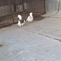 طوقی فولادی خال سیاه