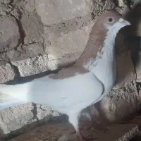کبوتر چپ زرد