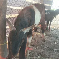 بز و بیگ نر وماده