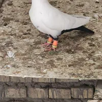 ماده رنگی ودورگ|پرنده|کارون, |دیوار