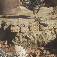 مرغ وخروس اصل سیبرایت