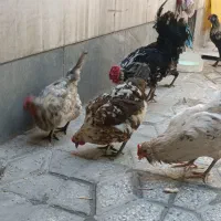 چهار عدد مرغ