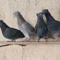 تعدادکبوتر سبز و دوتا شیخ پاکستانی