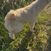 این سگ پاکوتاه گمشده