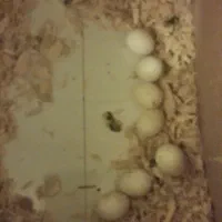 جفت عروس هلندی و کوتوله|پرنده|مشهد, شهید احمدی روشن|دیوار