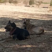 سگ نگهبان معاوضه با سگ سرابی