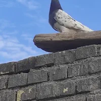 سه عدد نر|پرنده|حمیدیه, |دیوار