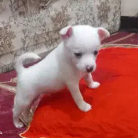 شی واوا
