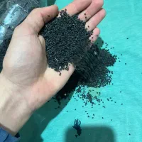 بذر پیاز نومل|گل و گیاه طبیعی|گرگان, |دیوار