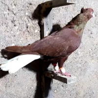 کبوتر سرخ دم سفید درجه یک