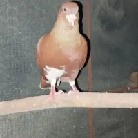 کبوتر