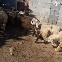 فروش ۲۰ راس بره نر