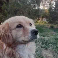 واگذاری رایگان سگ ماده