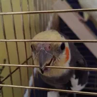 دو عروس هلندی نر و ماده زیبا و بازیگوش|پرنده|اردبیل, |دیوار