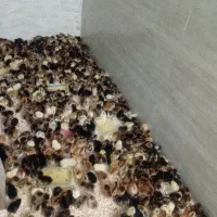 جوجه مرغ عربی گلپایگانی محلی گلین کاکلی اردک